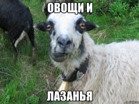 овощи и лазанья