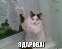  здарова!