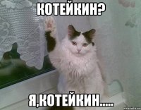 котейкин? я,котейкин.....