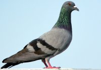 Создать мем 7778