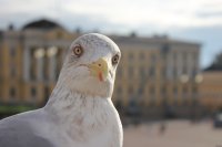 за што , Мем chayka