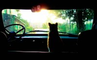 Создать мем кот в машине