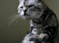 Создать мем котэ