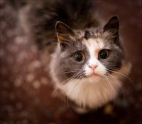 Создать мем Котик