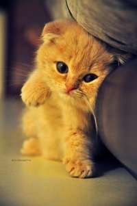 Все мемы Котя