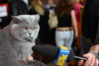 Создать мем ололол