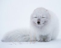 Создать мем Песец