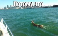 Создать мем Потому что гладиолус
