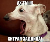 ах ты ж хитрая задница!
