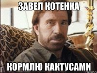 завел котенка кормлю кактусами