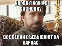 когда я хожу в сосновку. все белки съебывают на парнас.
