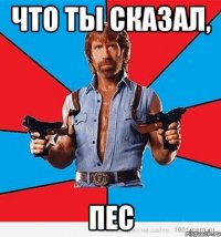 что ты сказал, пес