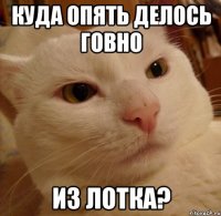куда опять делось говно из лотка?