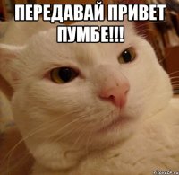 передавай привет пумбе!!! 