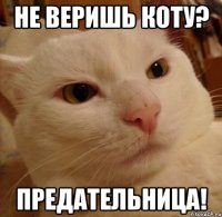 не веришь коту? предательница!