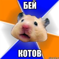 бей котов