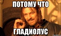потому что гладиолус
