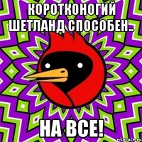 коротконогий шетланд способен.. на все!
