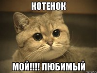 котенок мой!!! любимый