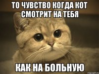 то чувство когда кот смотрит на тебя как на больную