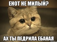 енот не милый? ах ты педрила ебаная