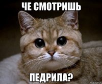 че смотришь педрила?