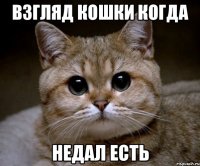 взгляд кошки когда недал есть