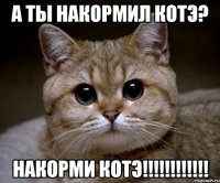 а ты накормил котэ? накорми котэ!!!