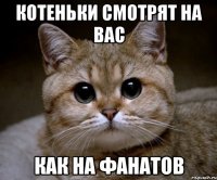 котеньки смотрят на вас как на фанатов