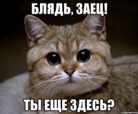 блядь, заец! ты еще здесь?