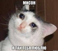 мисон я так тебя люблю
