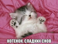  котенок, сладких снов