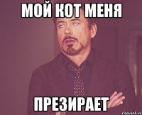 мой кот меня презирает