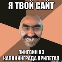 я твой сайт пингвин из калининграда прилетал