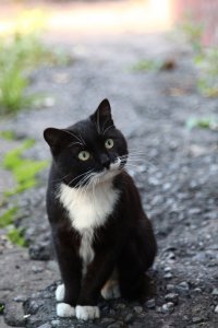 Создать мем Борзый котейка