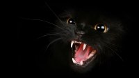 Создать мем черная кошка