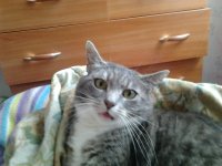 Создать мем ДА ТЫ ОФИГЕЛ