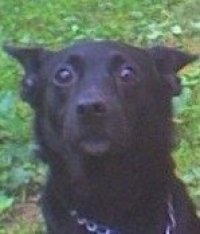 Создать мем dog