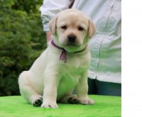 Создать мем dog