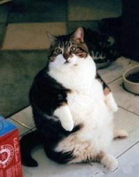 Создать мем fatcat