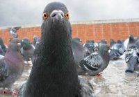Создать мем голубь