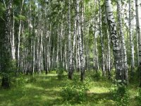 Создать мем Говорить без мата