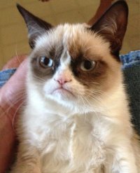 Создать мем grumpy cat
