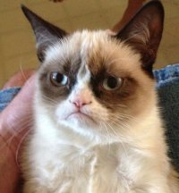 Создать мем Grumpy cat