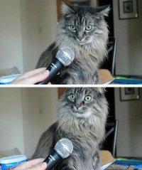 спой мне Я пойду поссу, Комикс  кот с микрофоном