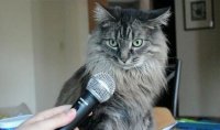 Создать мем кот