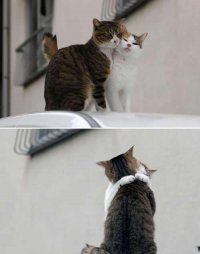 Создать мем Кот