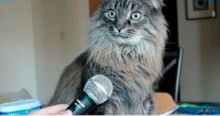 Создать мем Котэ с микрофоном