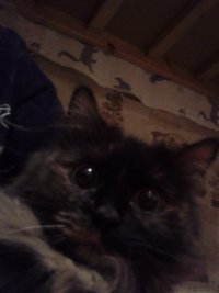 Создать мем котейка