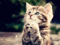 Создать мем Котёнок